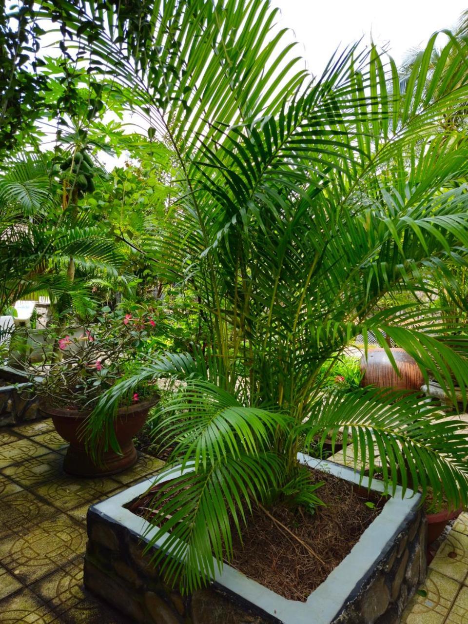 Homestay Bao Binh Ben Tre Buitenkant foto
